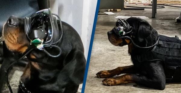 Augmented-intelligence dog