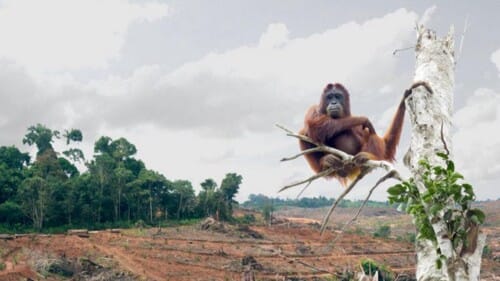 Poor Orangutan on a tree